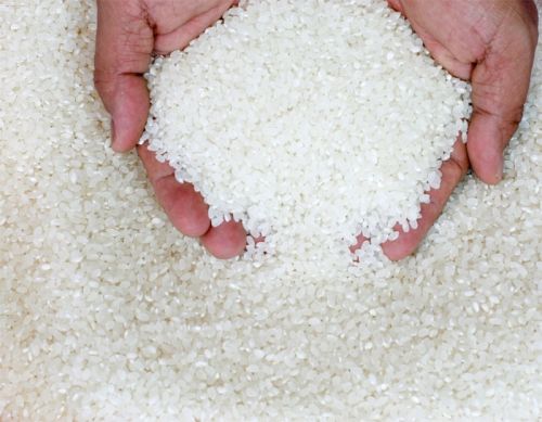 Common Raw Rice, For Cooking, Style : Fresh