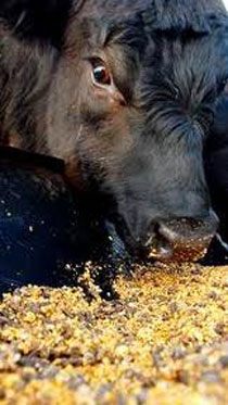 Yellow Corn Animal Feed