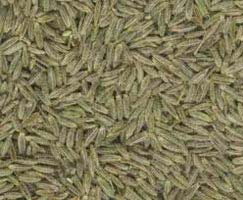 Cumin Seeds