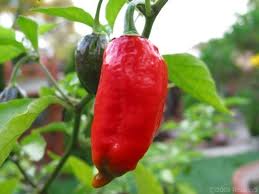 Bhut Jolokia (ghost Chilli)