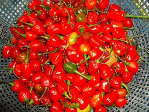 Cherry Pepper