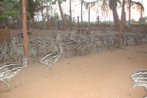 Emu Birds 03