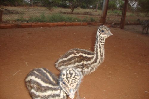 Emu Birds 04