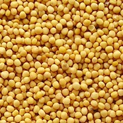 Mustard seeds, Material : Mustard