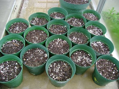 Moringa oleifera seeds, Packaging Type : Black