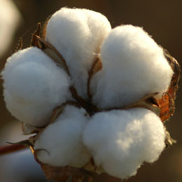 Cotton seed