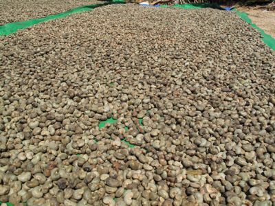 Raw Cashew Nuts, Cashew Nuts Kernels