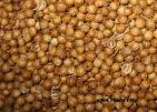 Coriander seeds, Usage/Application : Culinary Spice