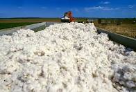 Cotton