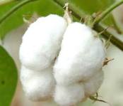 Raw cotton, Application : Filling Material