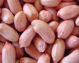 Peanut Kernels