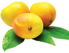 Alphonso mango pulp