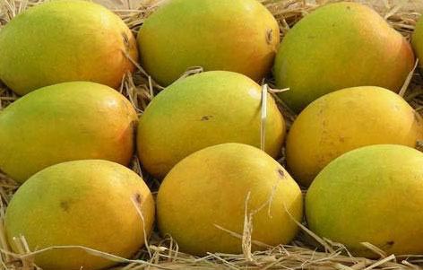 Alphonso Mango