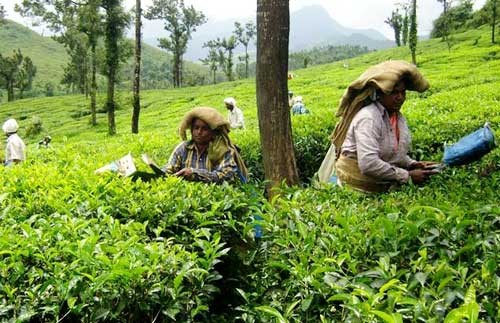 Green tea, Grade : A Grade