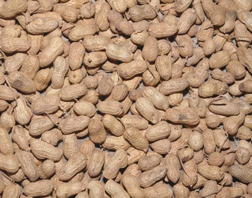 Shelled Groundnuts