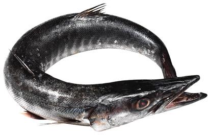 Frozen fish, Certification : ISO, HACCP, Packaging Size : 10 Kg