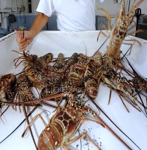 Frozen Lobsters, Packaging Type : Polybag + Cartons