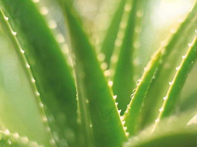 Diacerein 98% Professional Manufacturer