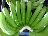 Organic Cavendish Bananas