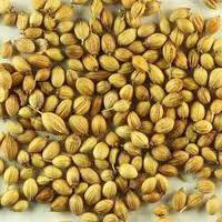 Coriander Seeds