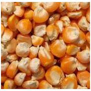 Corn Seeds, Nutrition Facts : High In Fiber And Protein