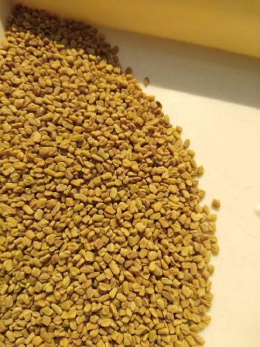 Fenugreek Seed