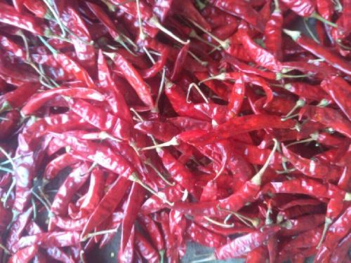 Guntur Red Chilli