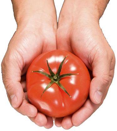 Fresh tomato, Storage : Refrigerate