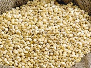 Sorghum Seeds