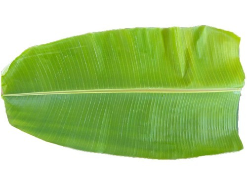 Fresh Banana Leaves