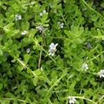 Bacopa Monnieri Extract