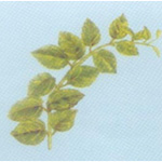 Gymnema Sylvestre Extract