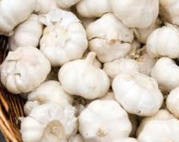 Garlic