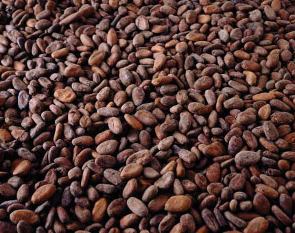 Dried Raw Cocoa Beans