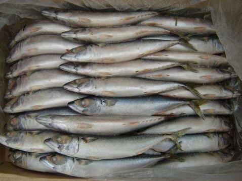 Mackerel, Variety : INDIAN?SPANISH?HORSE?PACIFIC