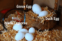 Day Old Chicks,Fertilized Eggs,Frozen Chicken