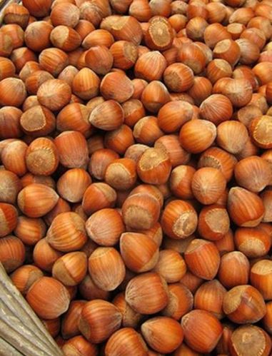 Hazelnut Kernels