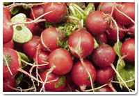 Radish