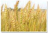 Wheat, Material : Organic Wheat