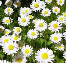 Dry Chamomile Flowers