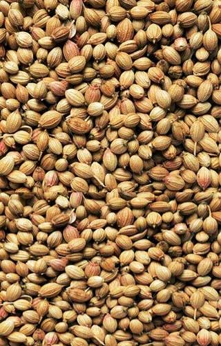 Coriander Seeds