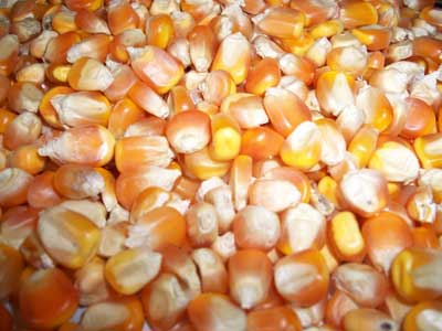 Maize, Application : Ready-to-eat