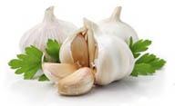 Fresh Garlic, Color : White
