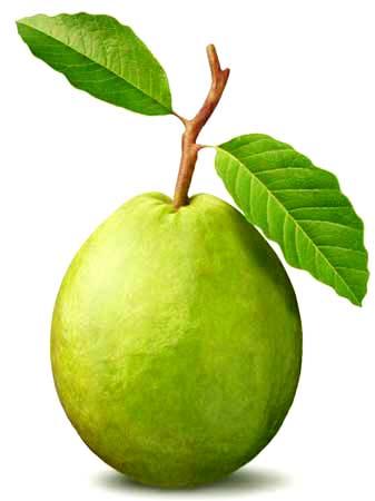 Fresh guava, Usage/Application : Human Consumption