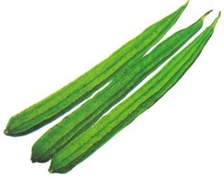 Common Fresh Ridge Gourd, Color : Green