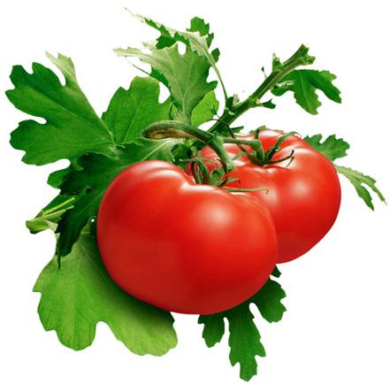 Fresh Tomato, Color : Red