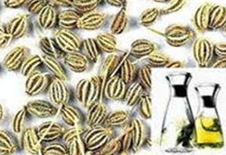 Ajwain Oil