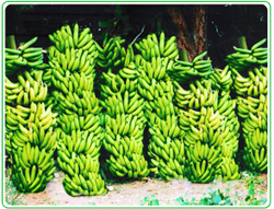 Common Fresh Banana, Color : Green