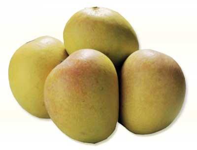 Organic/Common Fresh Mango,fresh Mango, Variety : Alphonso, Totapuri, Banganapalli, Kesar, Neelum Mulgoa