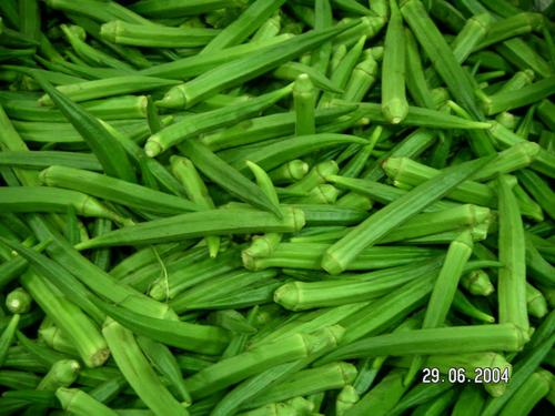 Fresh Okra, Color : Green